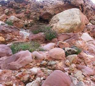 Cala Morell - bizarre Gesteinsformationen