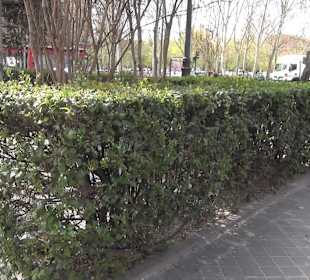 Museo Panteón de Goya