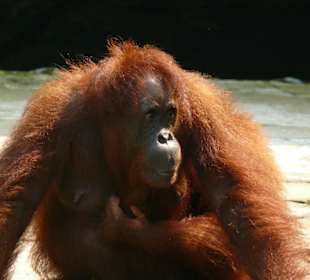 Orangutas