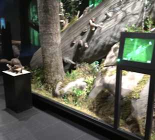 Naturparkzentrum Ruhestein