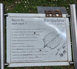 Bergulme