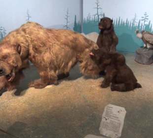 Ausstellung Eis Safari