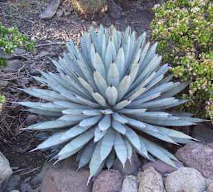 eine der vielen Sukkulenten