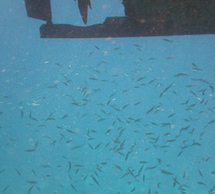 Fischschwarm unter dem Boot