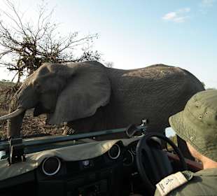 Einer von vielen Safari-Eindrücken
