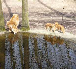 Löwenmutter mit Nachwuchs