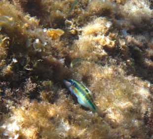 Šnorchlování v oblasti Kalithea