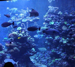 Aquarium