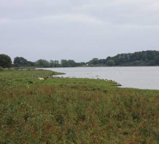 Gänse am See bei Haithabu