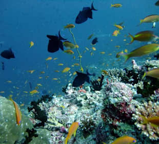 Tauchplatz "Madivaru Corner"