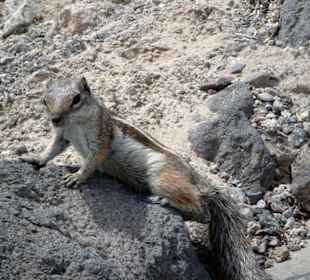 Strandurlaub von Erdhörnchen