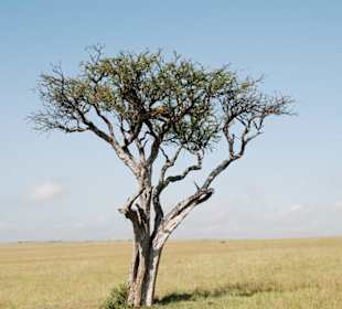 Leopard auf Baum
