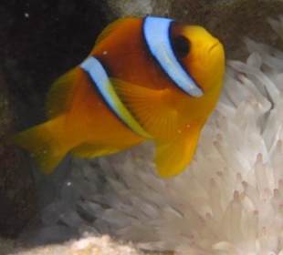 Nemo ist zuhause im Hausriff des Hotel Gorgonia Beach