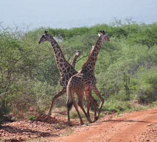 Tsavo West