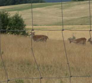 Wildgehege Holzelfingen