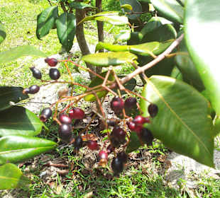 Ausflug mit Mario von Edelweiss Tours