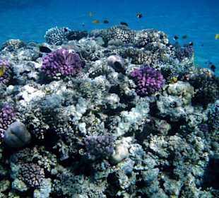 Hausriff Fort Arabesque