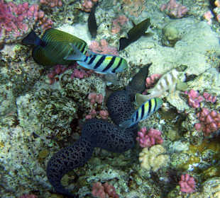 Muräne am Aussenriff