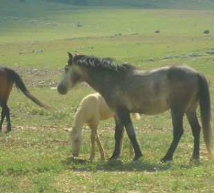 Tal der wilden Pferde