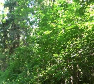 Waldinformationssystem „Lebendiger Wald“