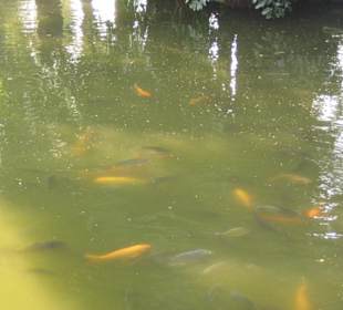 Ein wirklich fischreicher See