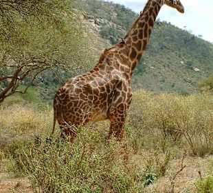 Giraffe im Tsavo