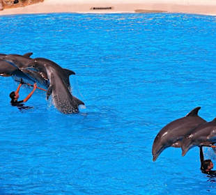 Loro - Park Delfin - Show