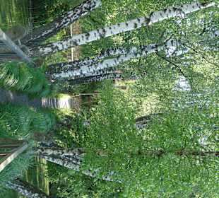 Birkenalle über dem Teich auf Gutsgasthof Andres