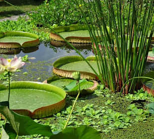 Wasserpflanzen im Ökologisch-Botanischen Garten
