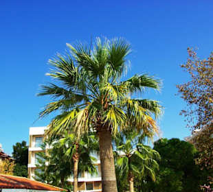 Inspirationen an d.Strandprom.entlang Nov.2010