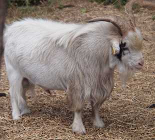 Gärten von Alfabia in Bunyola