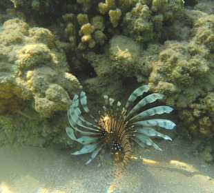 Vorsicht nicht drauf treten 