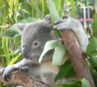 Koala