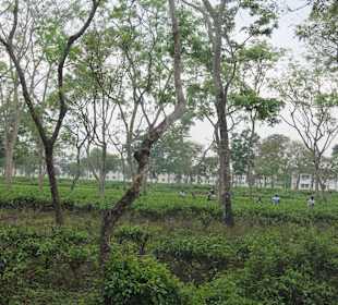 Teeplantage von Sukna