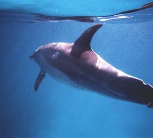 Delphin zum Streicheln