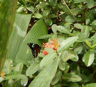 Botanischer Garten Pamplemousses