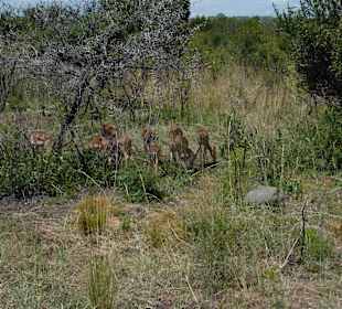 Krüger Nationalpark
