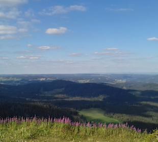 Wandern Feldberg