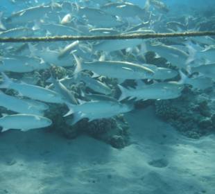 Fische. Hotel Prima Life Makadi Bay