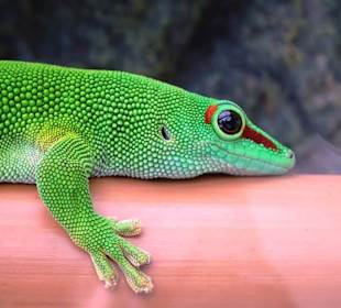 Terrarien im Jardin des Papillons