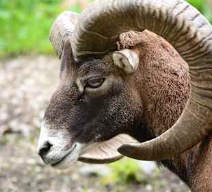 Glückliche Tiere im Paradies Wildpark Ferleiten.  