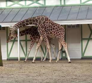 Giraffen