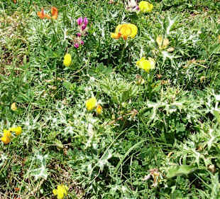 Gebirgsflora in den Picos de Europa