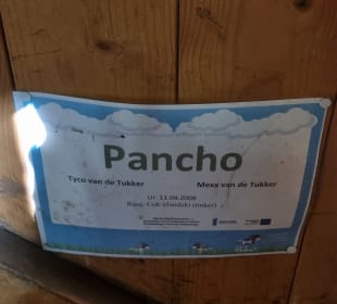 Pancho