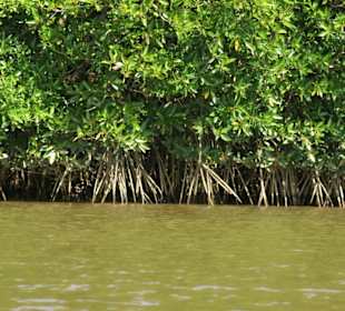 Mangrovenfahrt mit den Holzboot am Brunei River