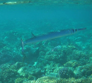 Hausriff Arabia Azur