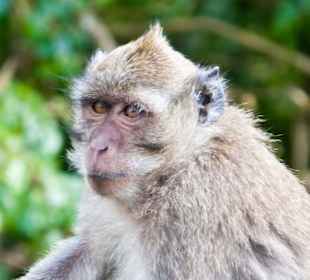 Wilder Affe am Grand Bassin