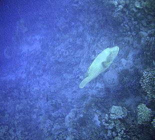 Napoleon am Hausriff