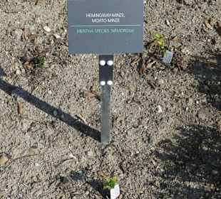 Hinweistafel zum eingepflanzten Kraut