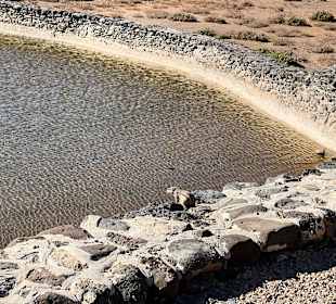 Streifenhörnchen am Gelände